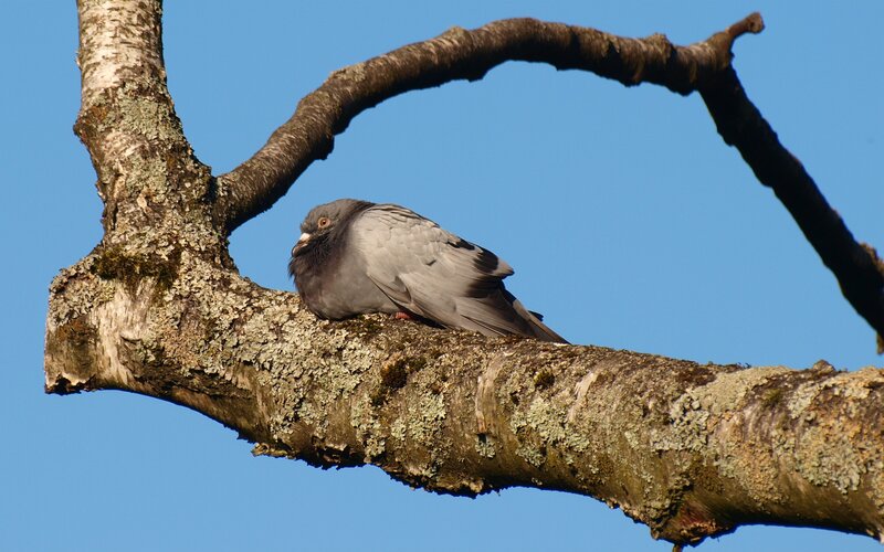 Pigeon on a tree branch