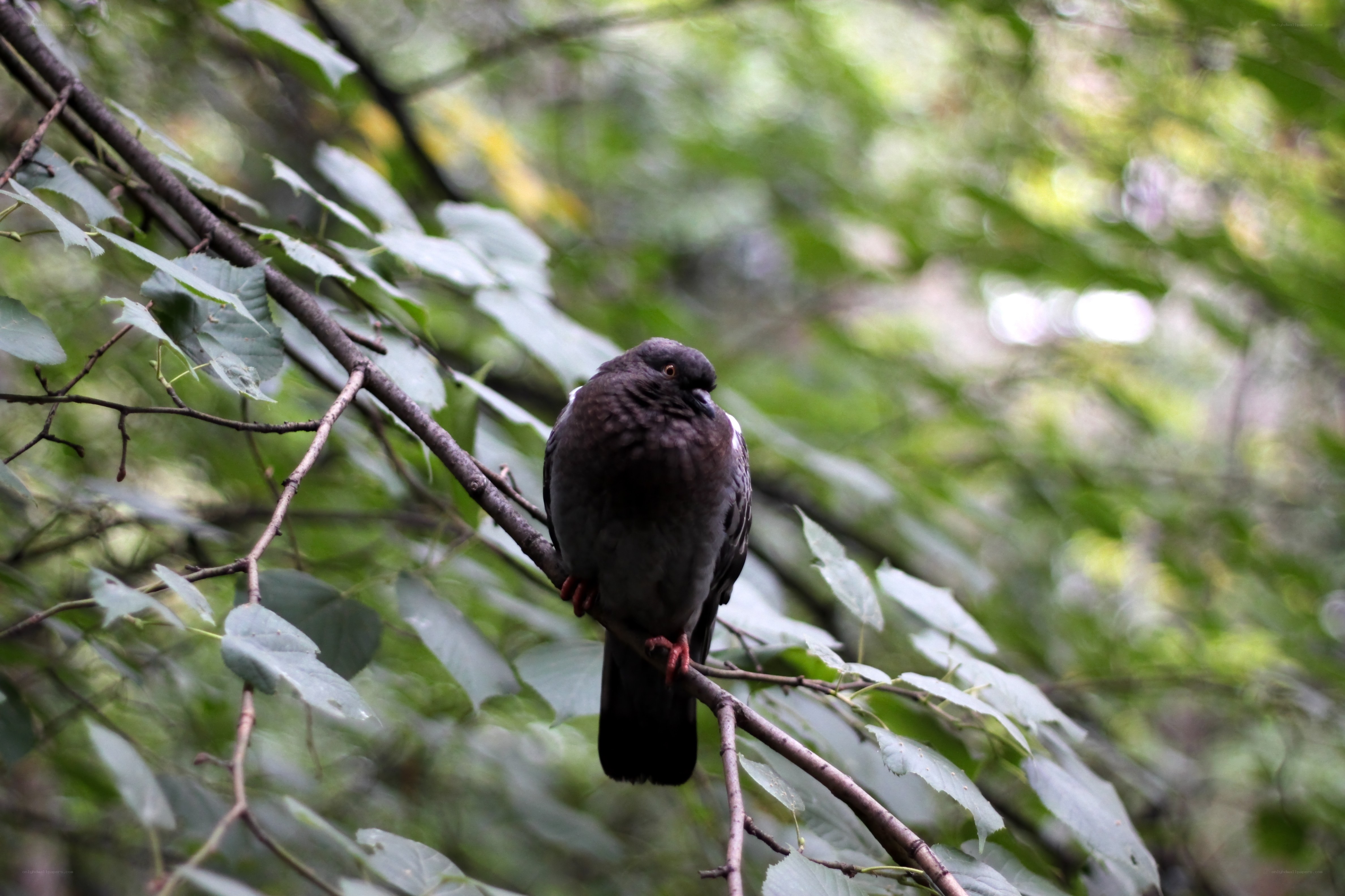 Pigeon on a tree branch