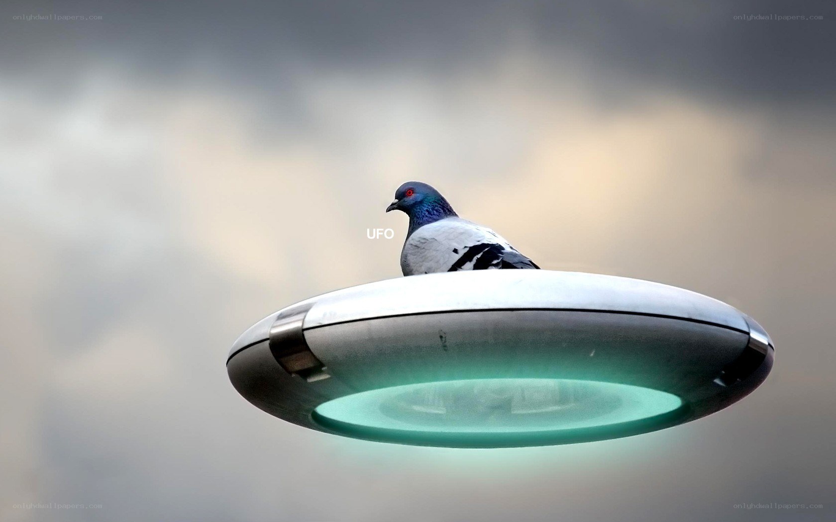 pigeon on a UFO