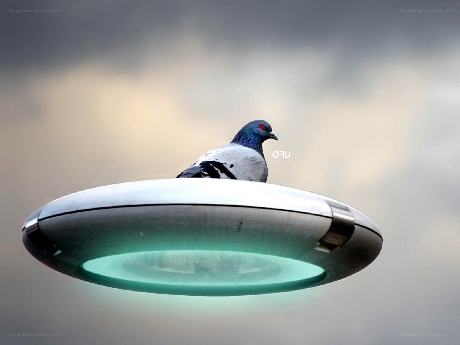 pigeon on a UFO