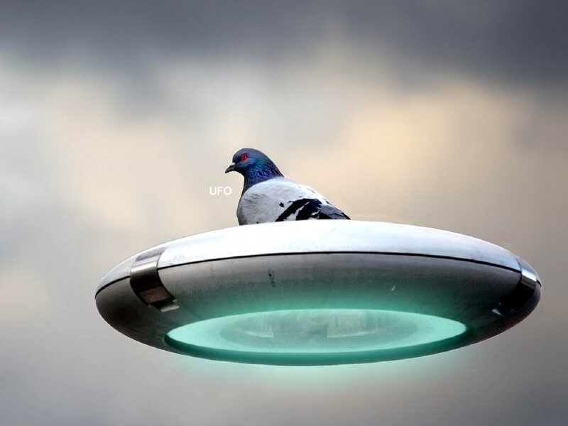 pigeon on a UFO