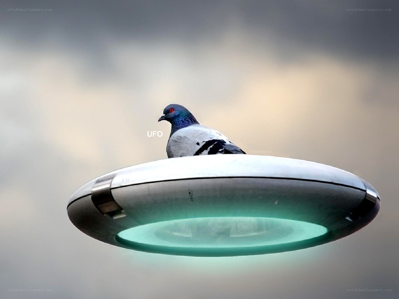 pigeon on a UFO