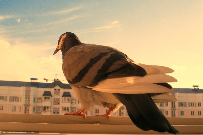 Pigeon on a windowsill