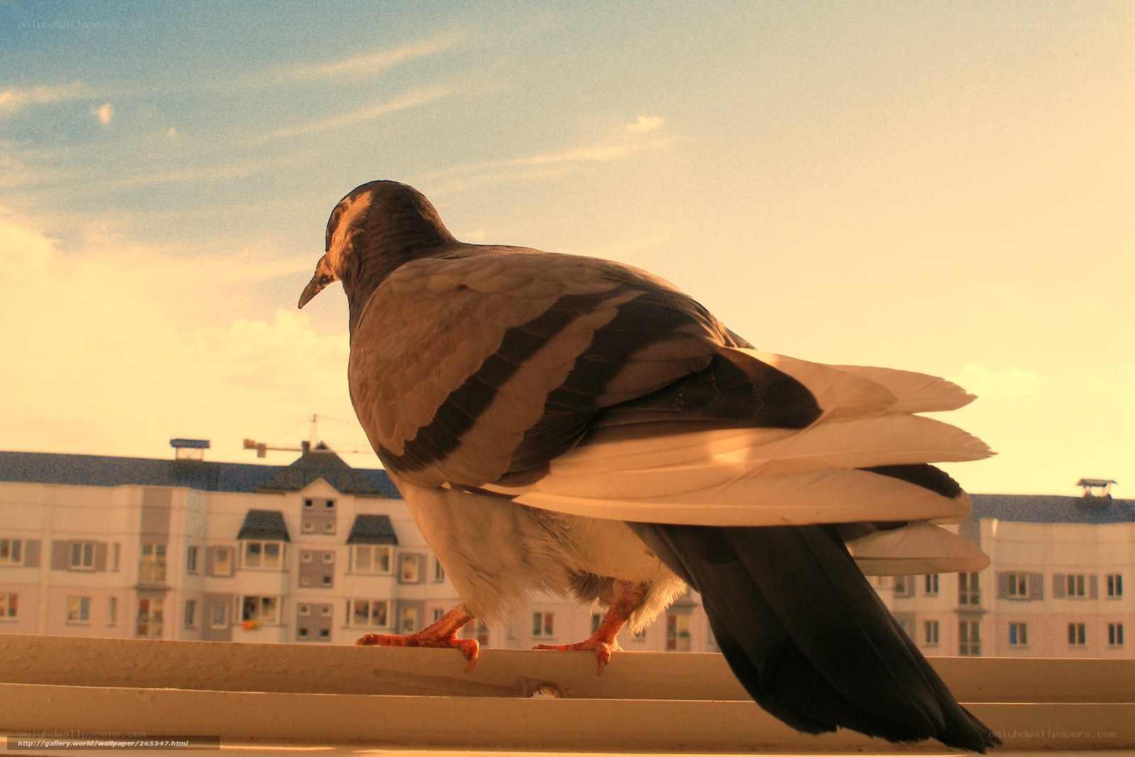 Pigeon on a windowsill