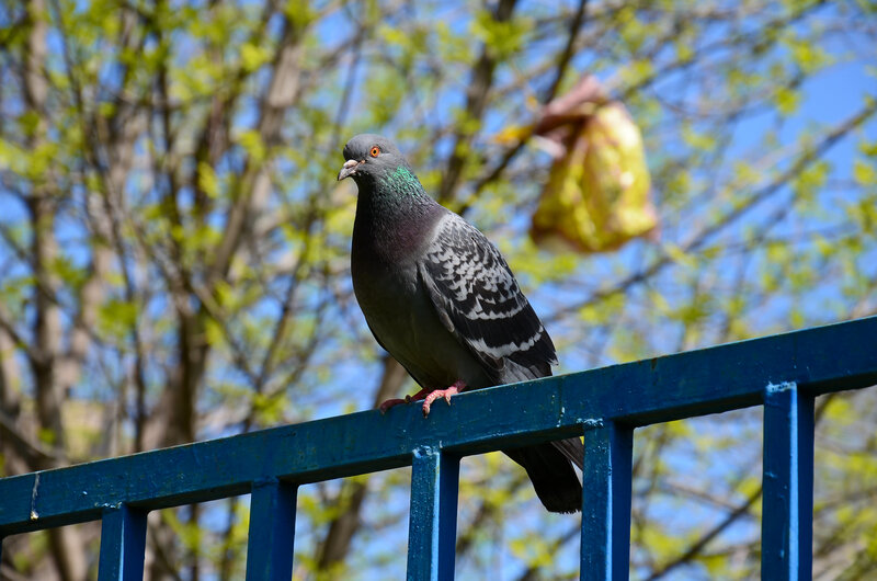 Pigeon on Blue Railing