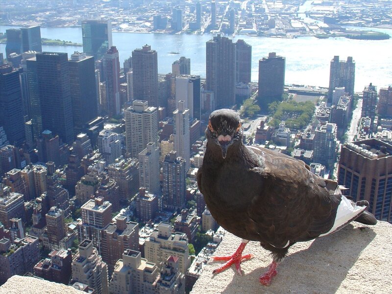 Pigeon on Building Ledge