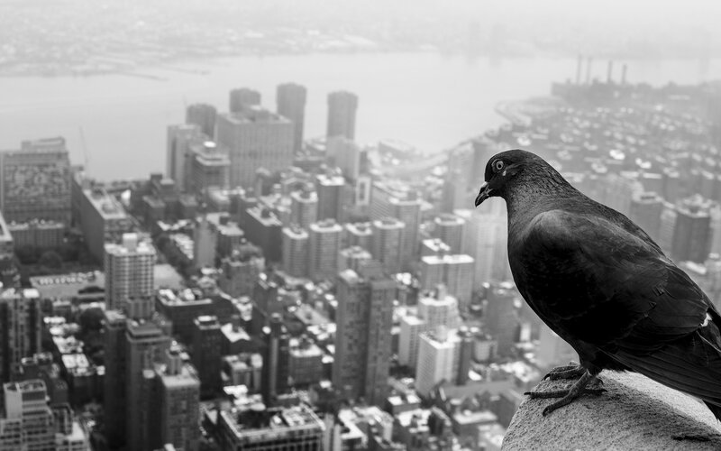 Pigeon on City Ledge — Black, Dramatic