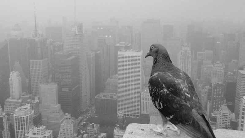 Pigeon on City Ledge — Black, Somber