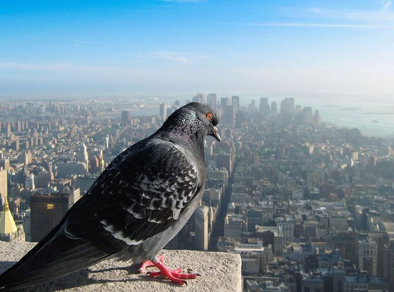 Pigeon on City Ledge — Gray