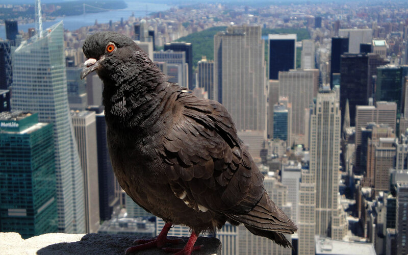 Pigeon on city ledge