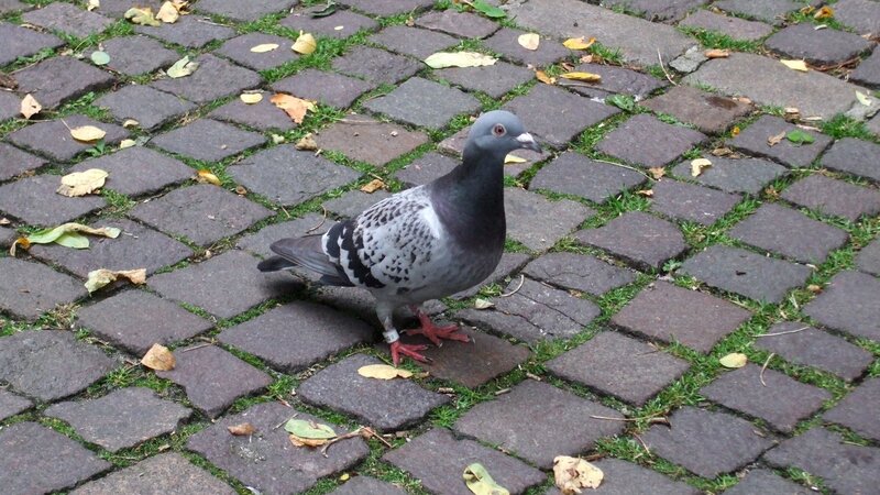 Pigeon on Cobblestones — Gray