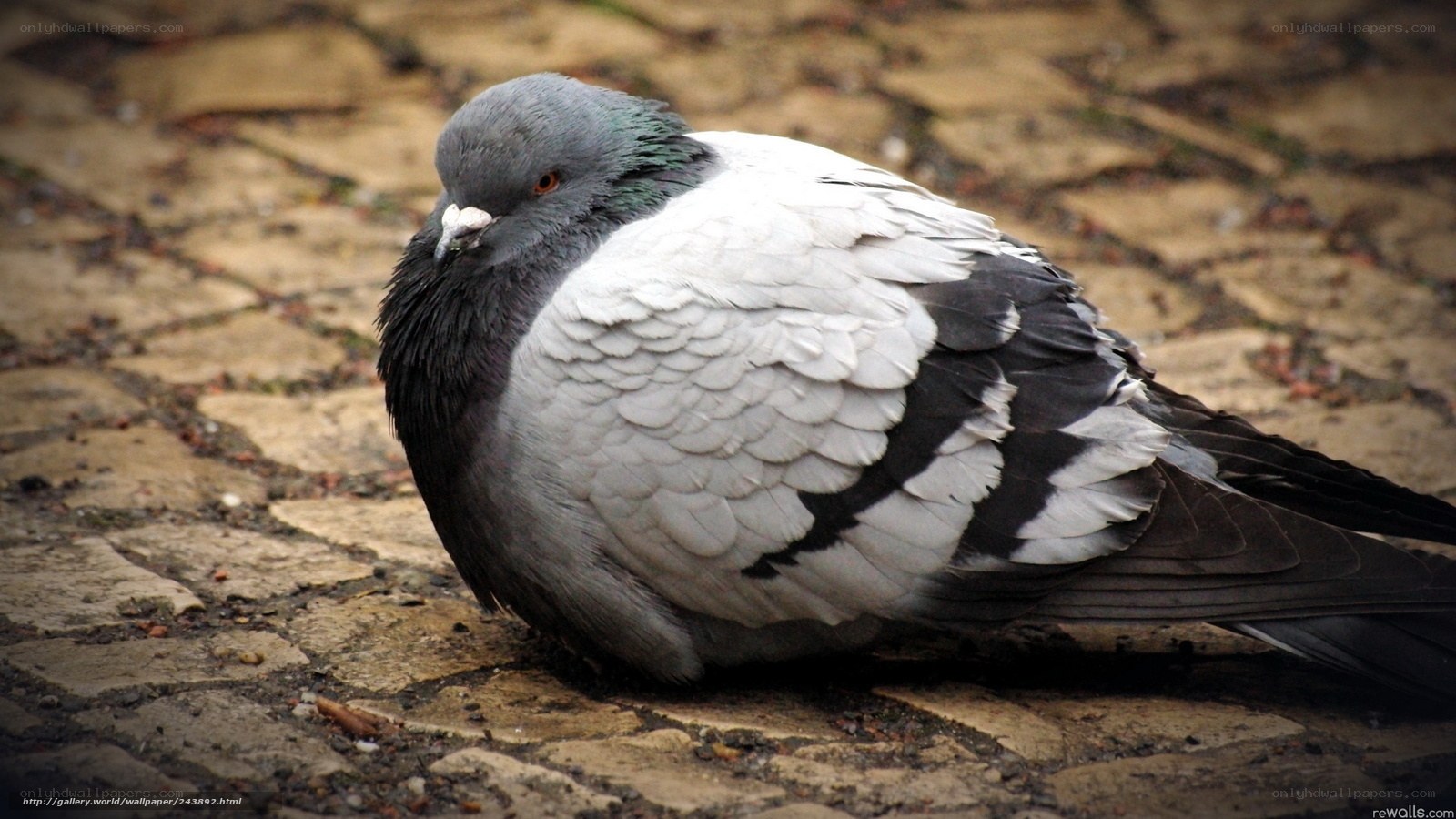 pigeon on cobblestones