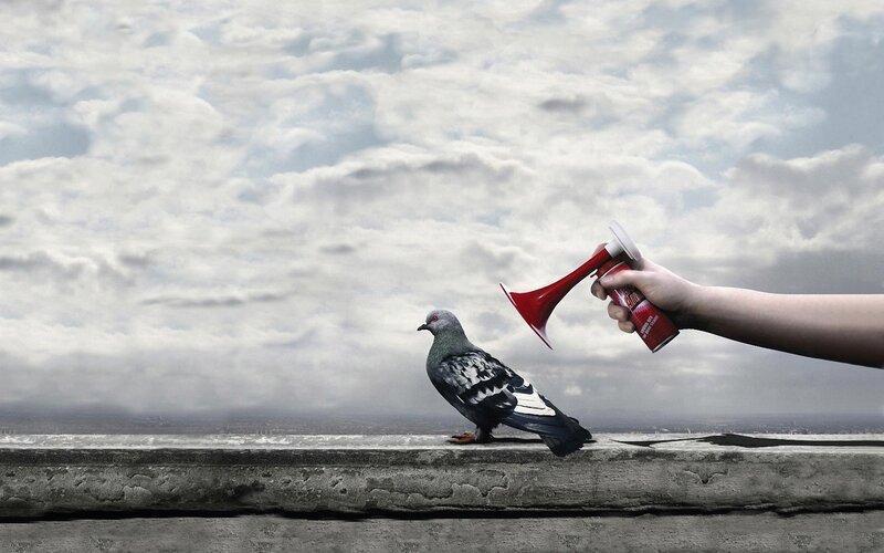Pigeon on Concrete Ledge — Gray, Dramatic, Photograph, Hand, Air Horn, Cloudy Sky, White