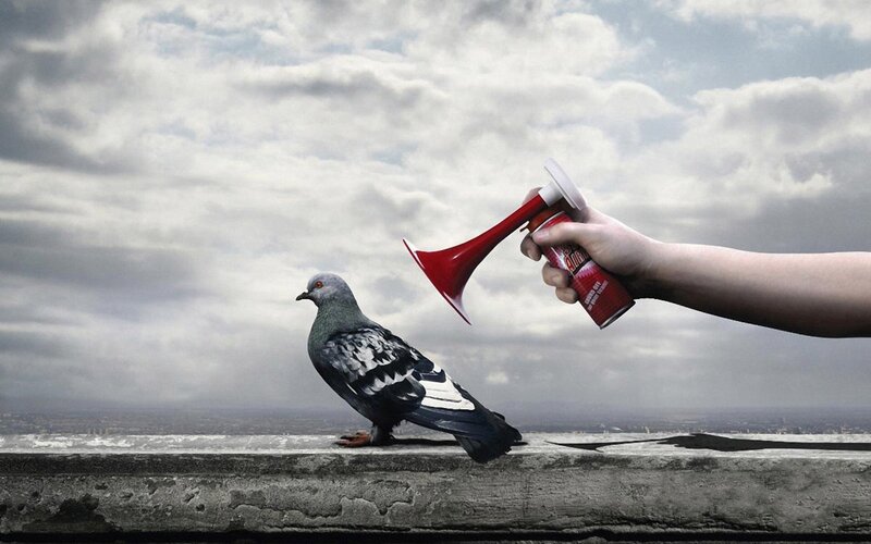 Pigeon on Concrete Ledge — Gray, Dramatic, Photograph