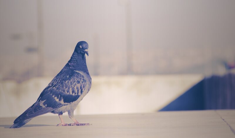 Pigeon on Concrete