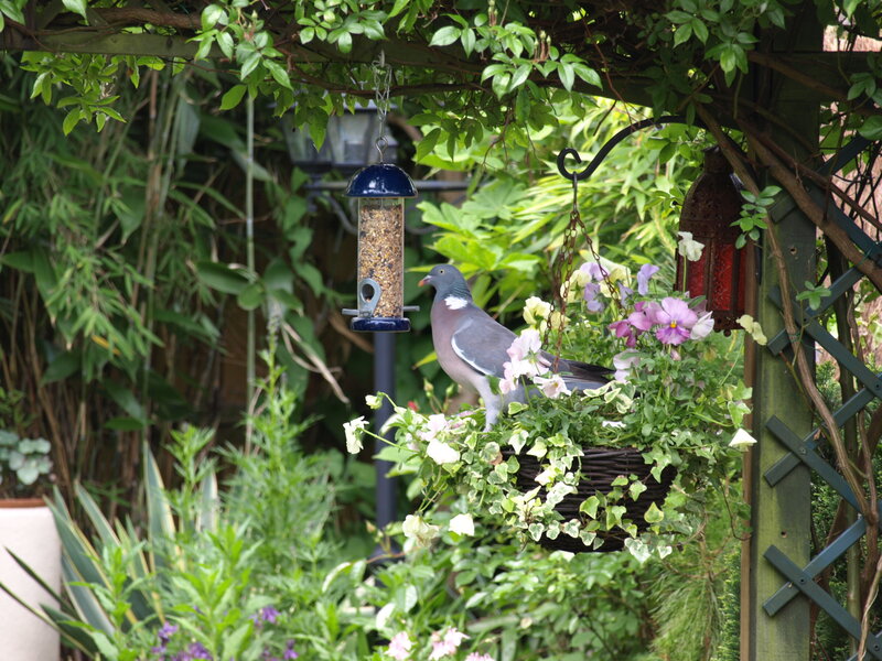 Pigeon on Flower Basket