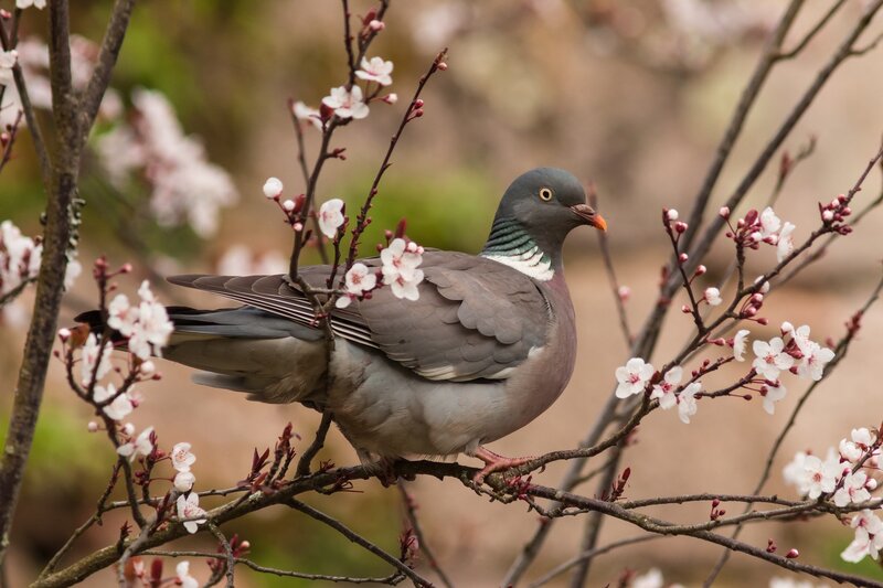 Pigeon on Flowering Branch — Gray