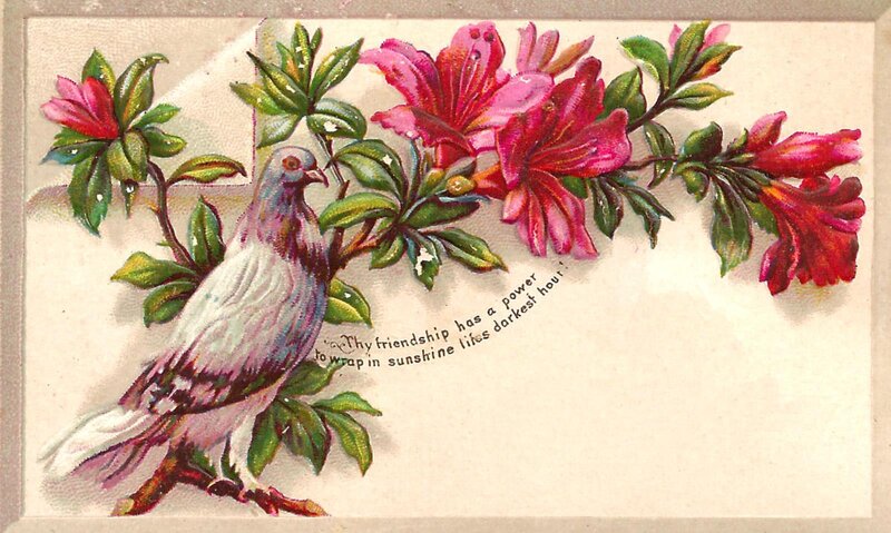 Pigeon on Flowering Branch