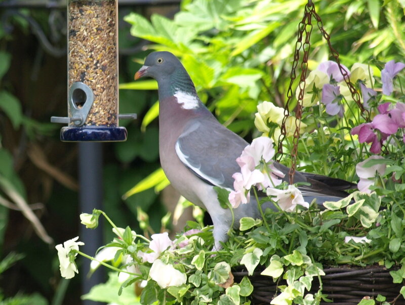 Pigeon on Flowers