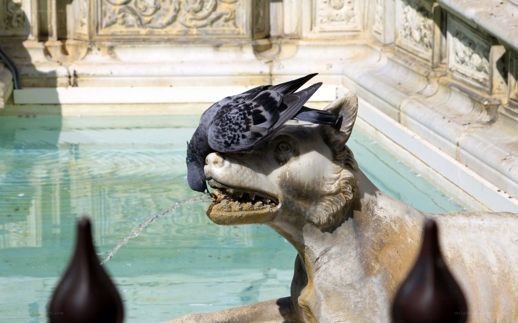 pigeon on fountain statue