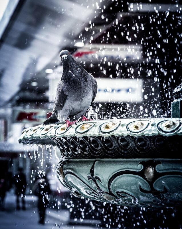 Pigeon on Fountain