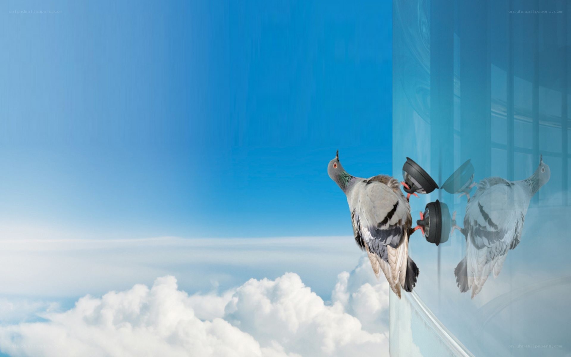 pigeon on glass building