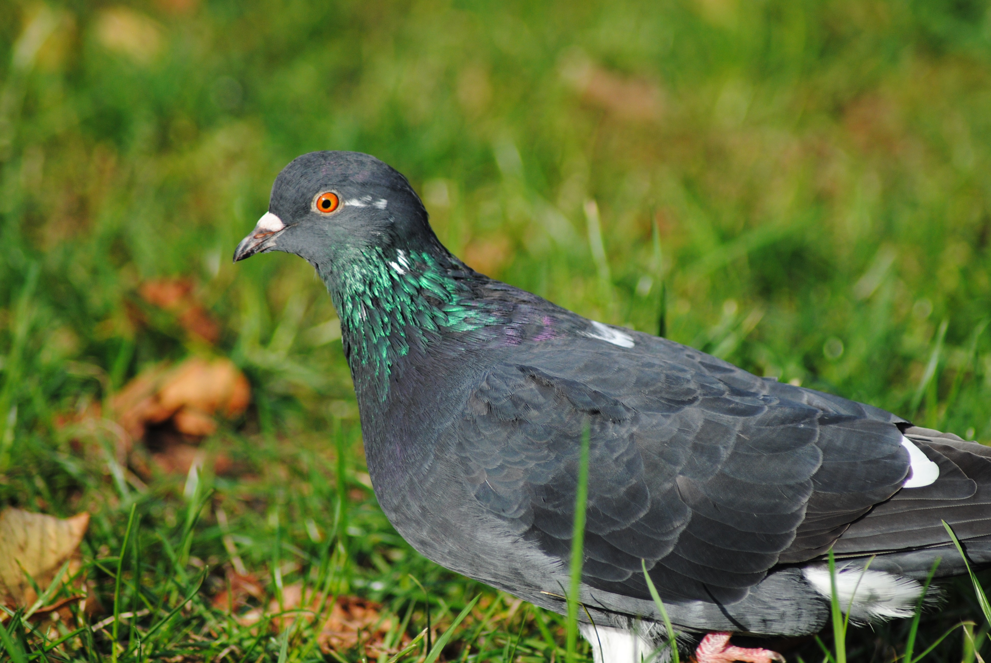 pigeon on grass
