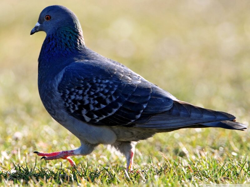 Pigeon on Grass — Gray