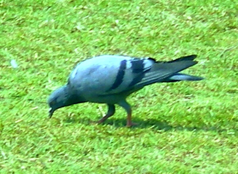 Pigeon on Grass — Green