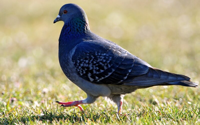 pigeon on grass