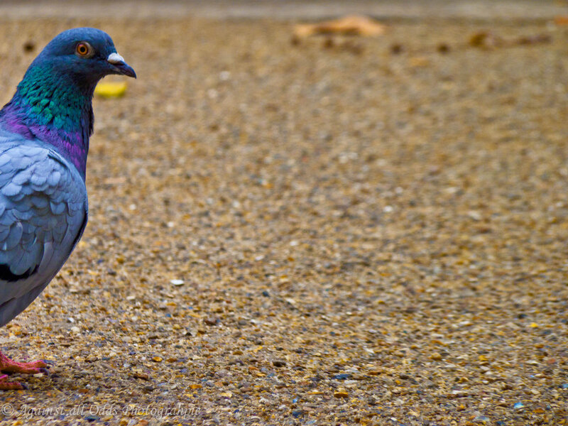 Pigeon on Gravel
