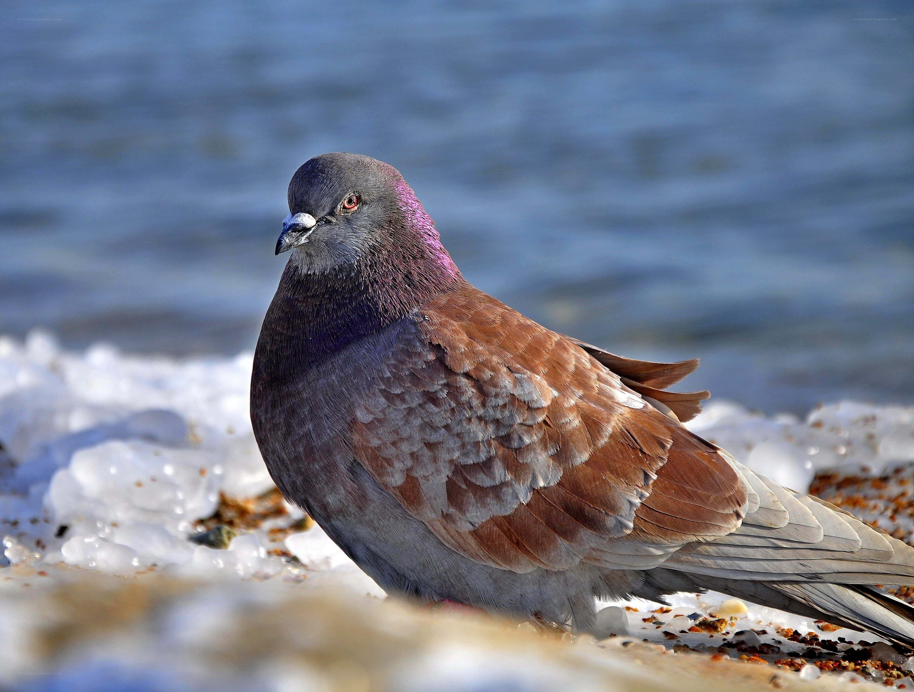 Pigeon on icy shore