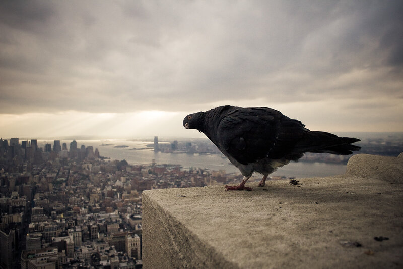 Pigeon on Ledge