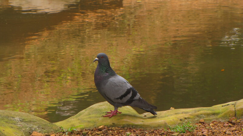 Pigeon on Log