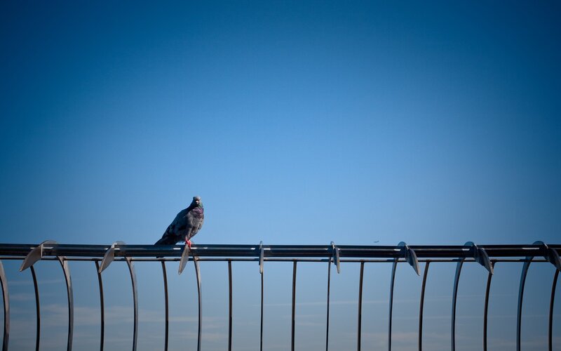 Pigeon on Metal Railing — Blue