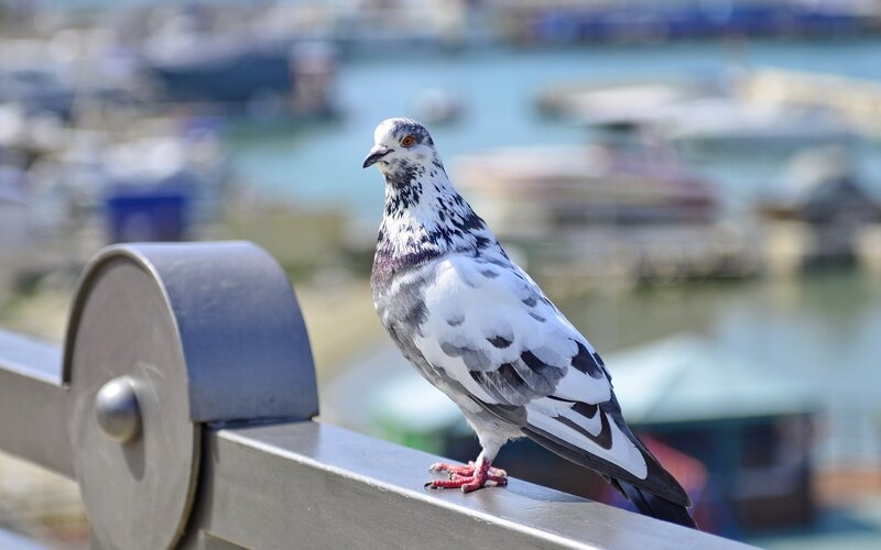 Pigeon on Metal Railing — Gray, Calm, Afternoon