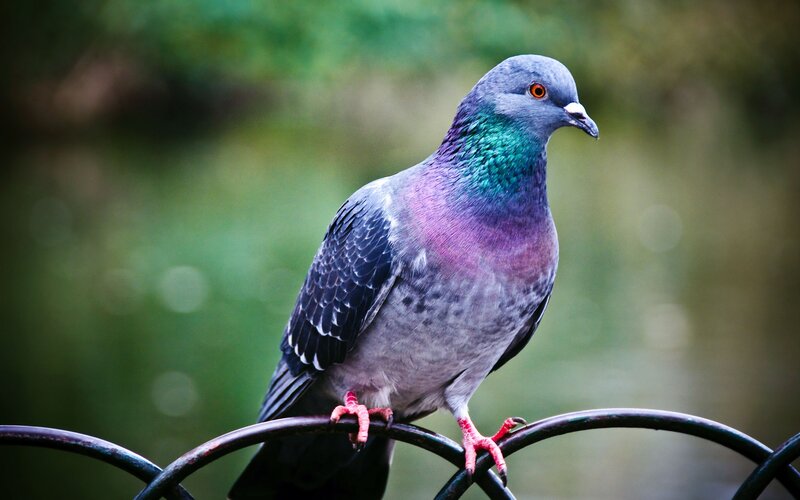 Pigeon on Metal Railing — Gray, Calm, Photograph, Green Background