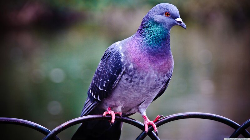 Pigeon on Metal Railing — Gray, Calm, Photograph