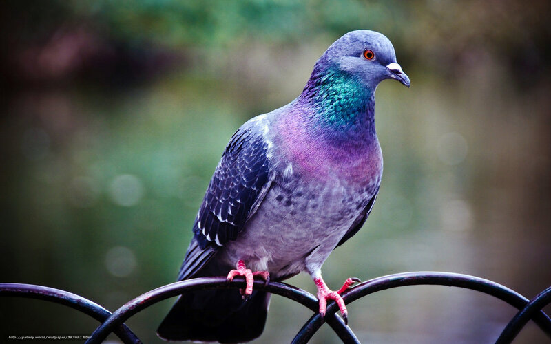 Pigeon on Metal Railing — Gray, Calm