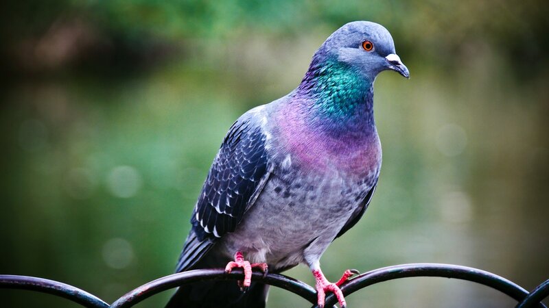 Pigeon on Metal Railing — Gray