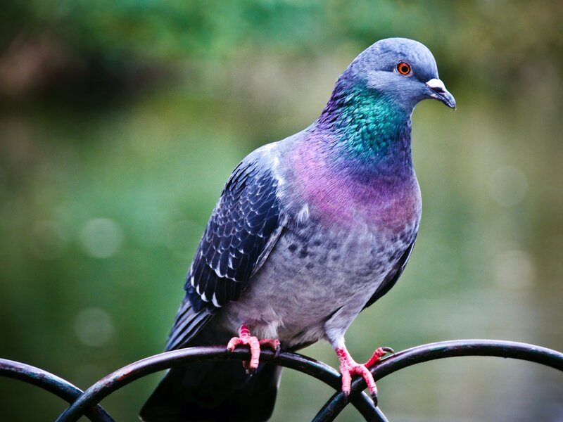 Pigeon on Metal Railing