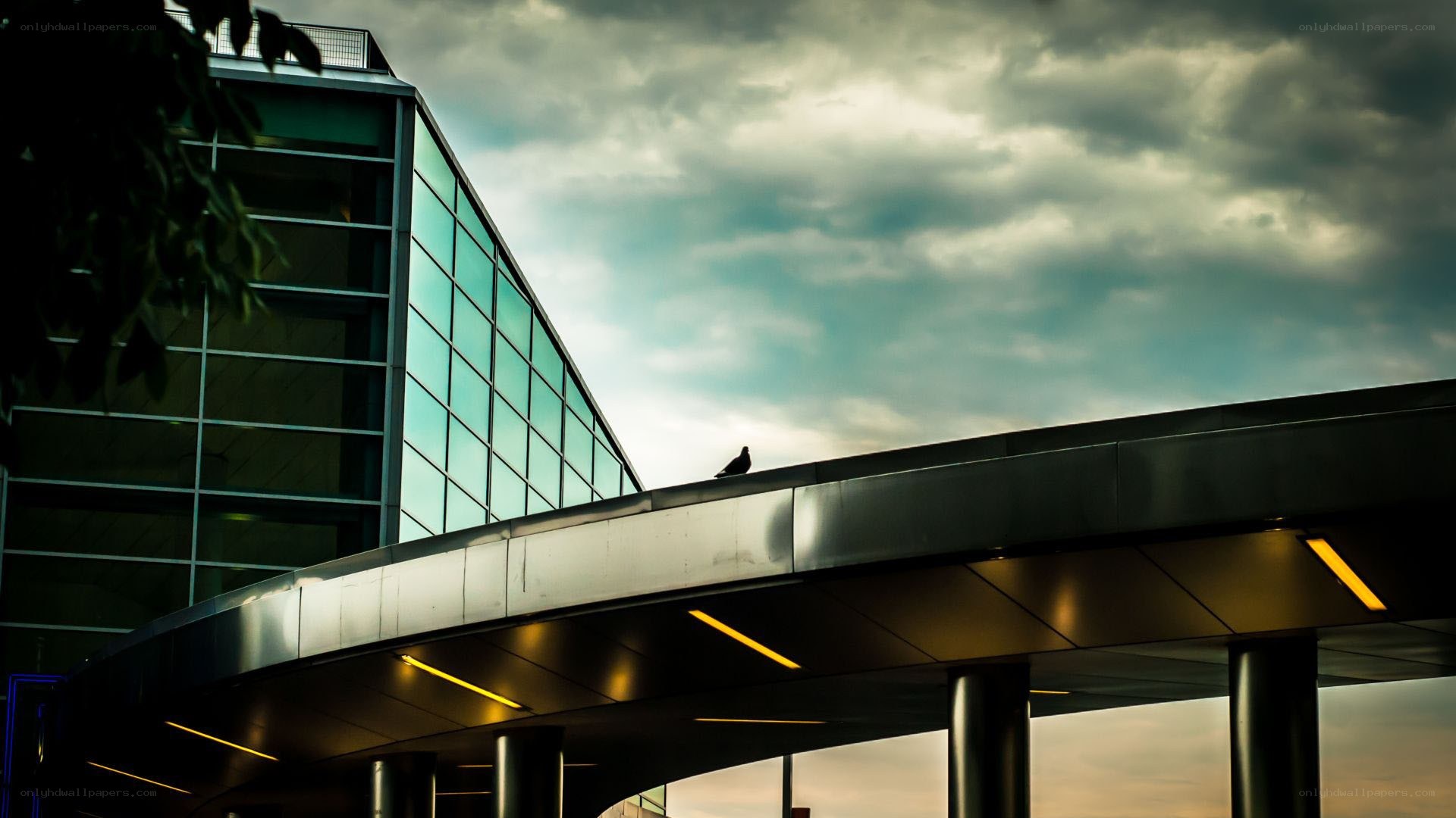 Pigeon on modern building