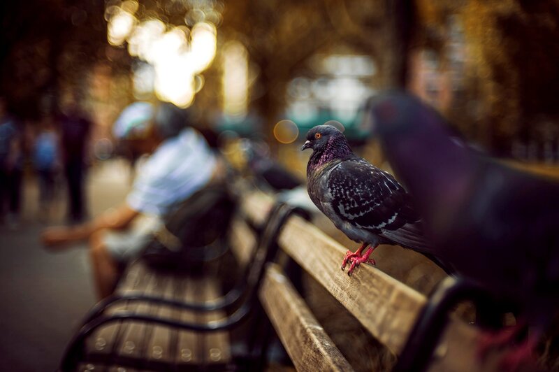 Pigeon on Park Bench