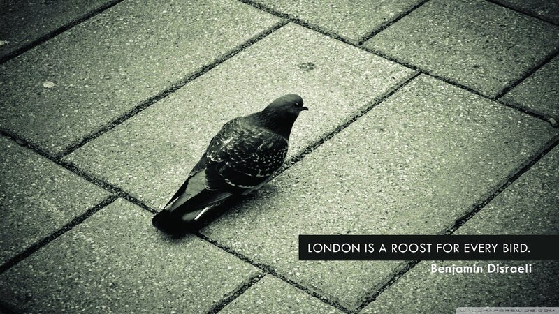 Pigeon on Pavement — Gray