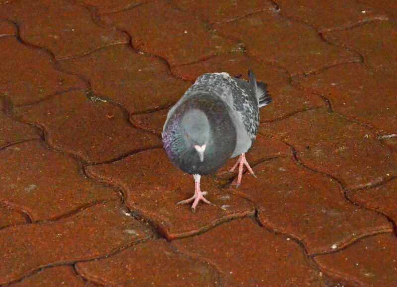 Pigeon on Pavement