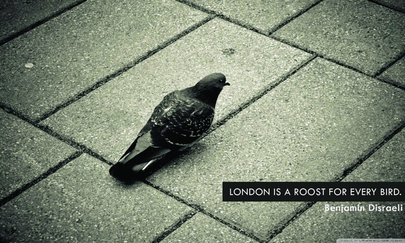 pigeon on pavement with quote