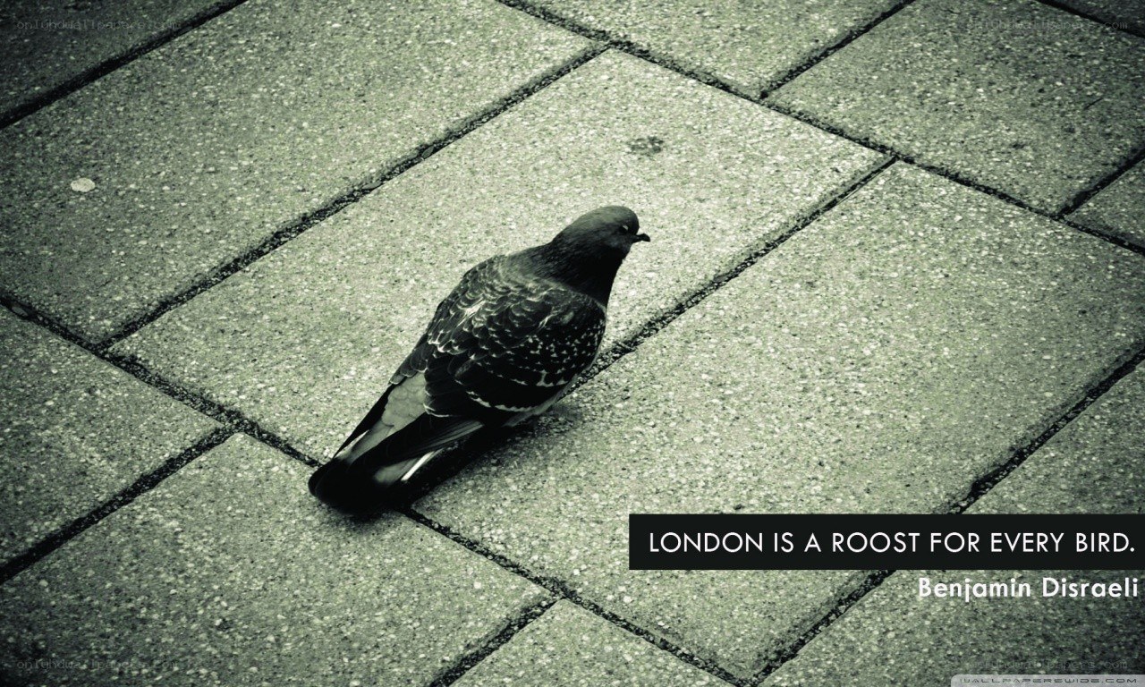 pigeon on pavement with quote