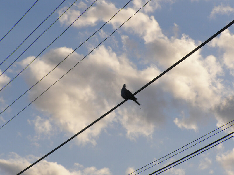 Pigeon on Power Line