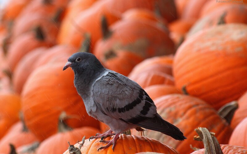 Pigeon on Pumpkins