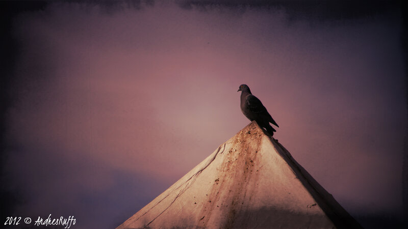 Pigeon on Pyramid